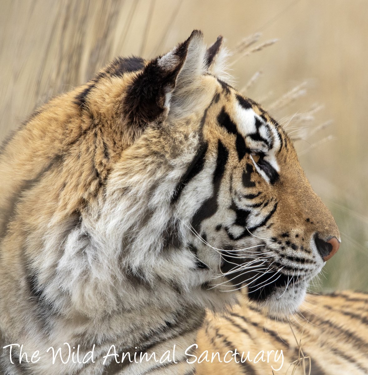 Picture Of The Day!

Saving one animal may not change the world But surely for that one animal The world will change Forever!

wildanimalsanctuary.org

#TheWildAnimalSanctuary #wildanimalsanctuary #sanctuary #Colorado #rescueanimals #sanctuary #Colorado