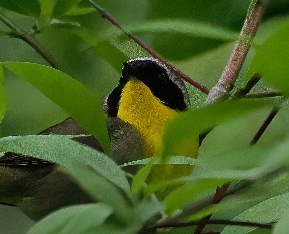 Dark skies over Manhattan portend a day of rain, so I was happy to spot a Common Yellowthroat in Central Park's Loch. This was one of the first bird species catalogued from the New World, when a specimen from Maryland was described by Linnaeus in 1766.💛🖤💛 #warbler #birdcpp