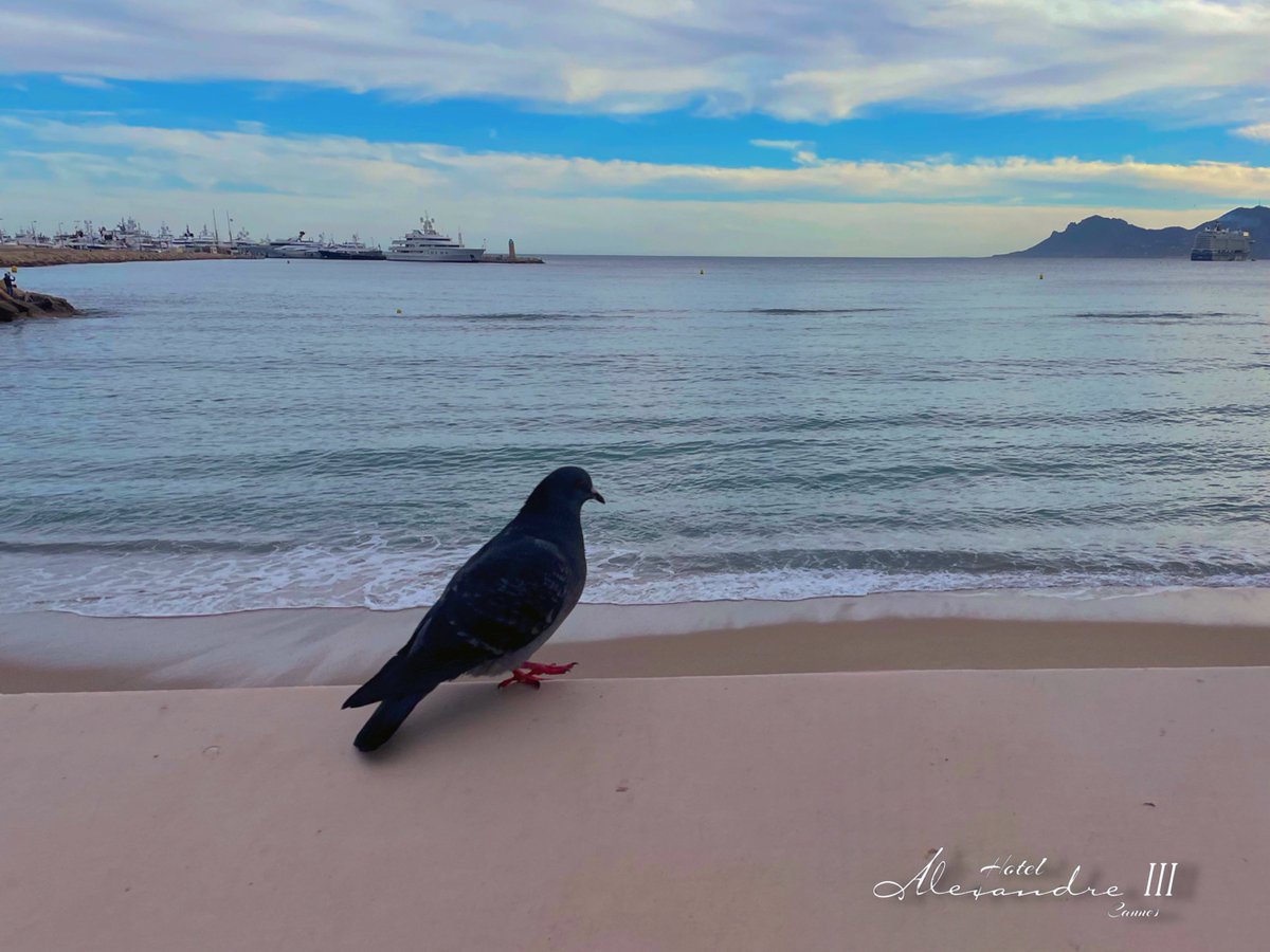 Elegant. 

#elegant #elegance #eleganceheritage #cannes #cannes2024 #cotedazurfrance #cannesfilmfestival #festivaldecannes #onatousbesoindusud #bienvenueaCannes #cannessoleil