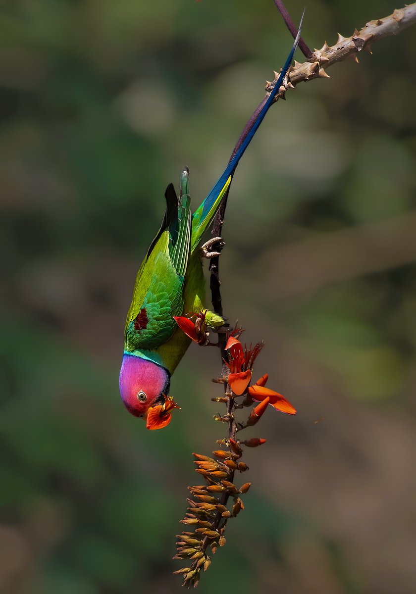 Collected by @PlantFaceAsh 
Thank you so so much 

Plum Headed Parakeet 🦜🦜🦜
Free Mint on Zora
🔗👇

Location - Uttarakhand, India
Year - 2022
Camera - Nikon D850