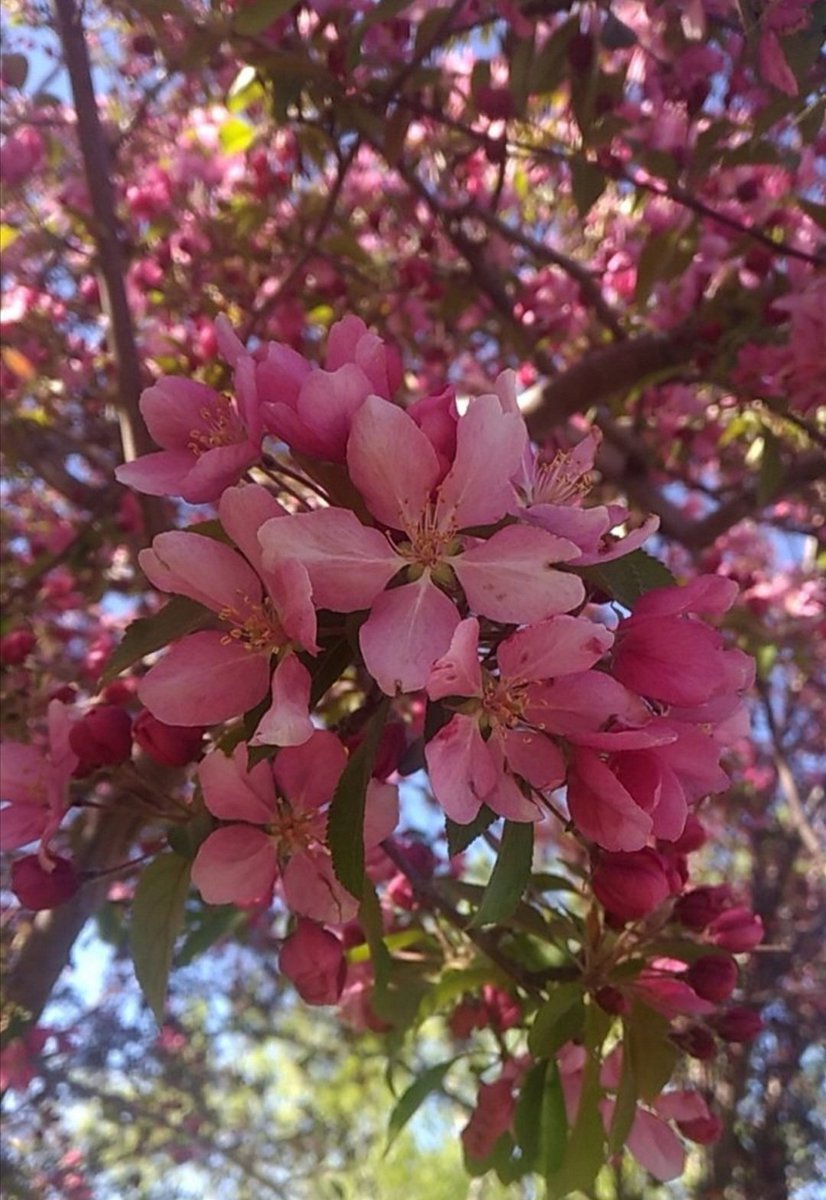 Nature's grace blossoms in the soft pink hues adorning the trees, captivating with its enchanting beauty.