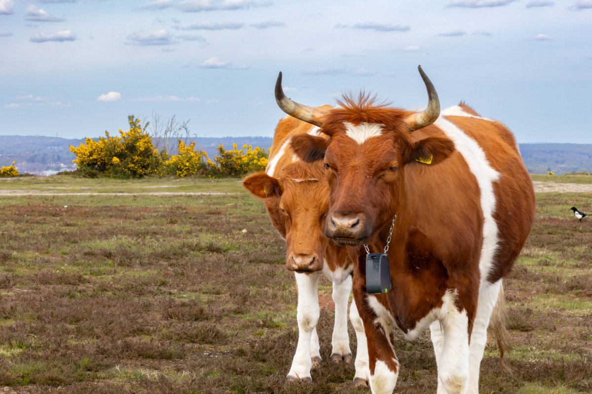 Heathland conservation cattle on Caesar's Camp Hill Fort, Farnham, Surrey, UK, 18 April 2024. #nature #ThePhotoHour #cows #wildlife #conservation  
photographyobsession.co.uk/pog/picture.ph… 
gordonengland.picfair.com/images/0197415…