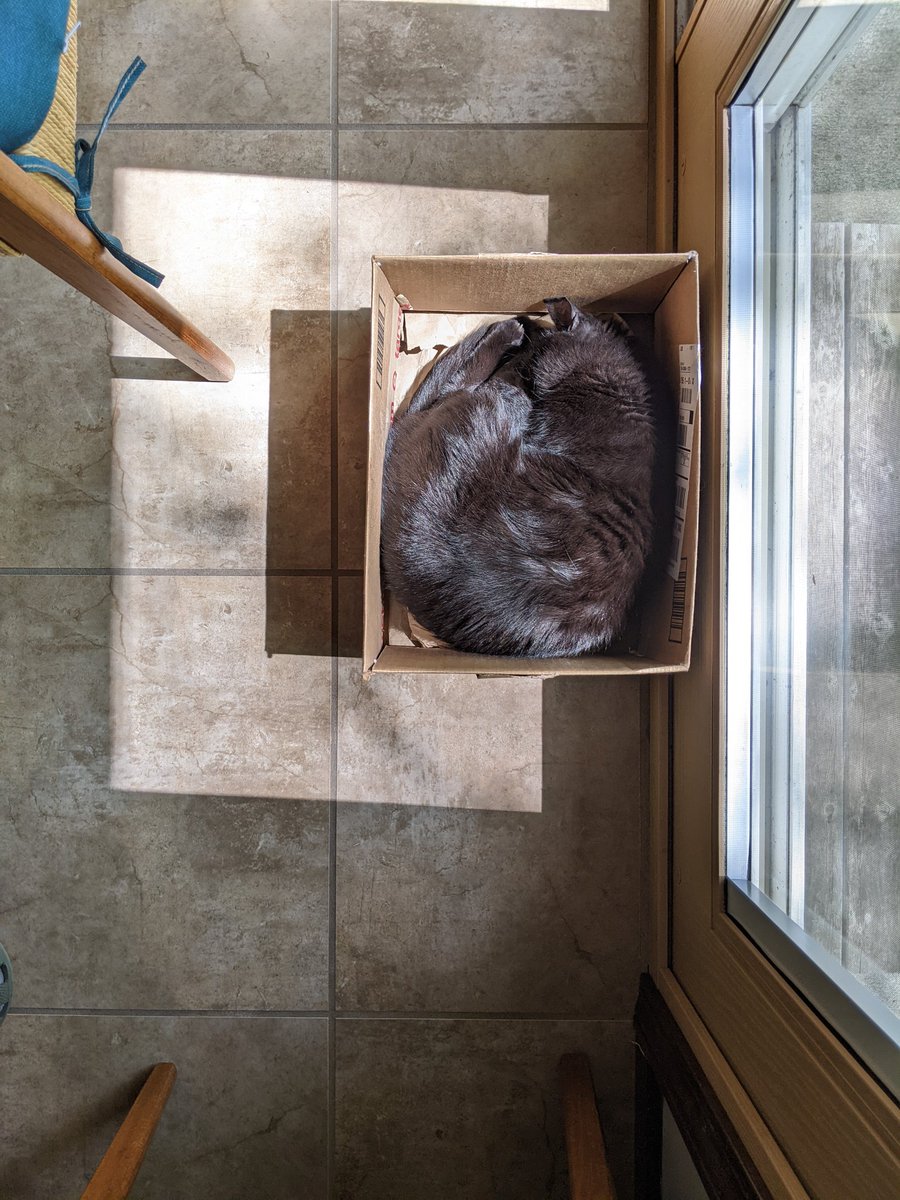 Little cat. Little box. Little sun puddle. #catboxsunday #SundayMorning #CatsOfTwitter #CatsOnTwitter #CatTwitter #blackcats #panfursquad #moggies #catpics #minipanfur #RescueCats #voidcats #CatsOfX #CatsOnX #sleepingcats #housecat #cats #catsinboxes