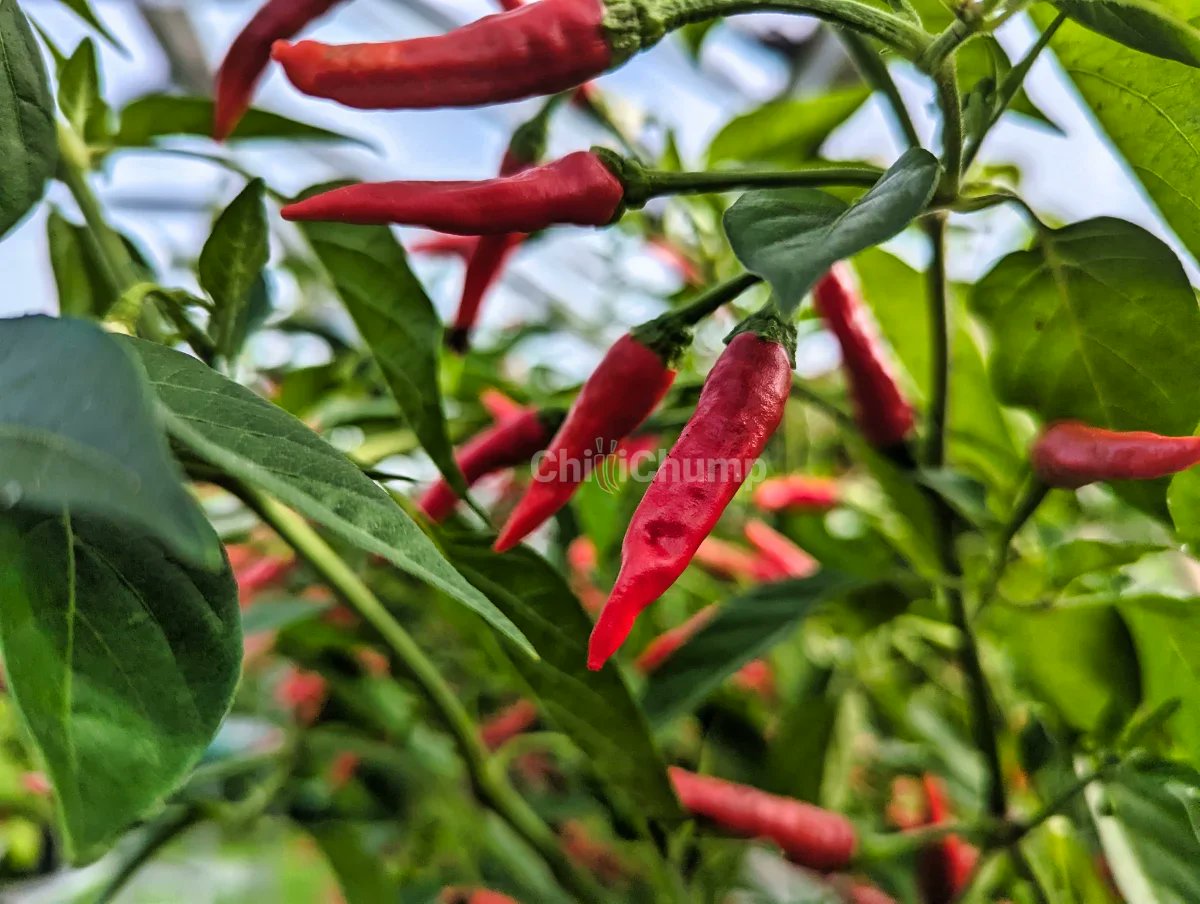 ChilliChump tweet media