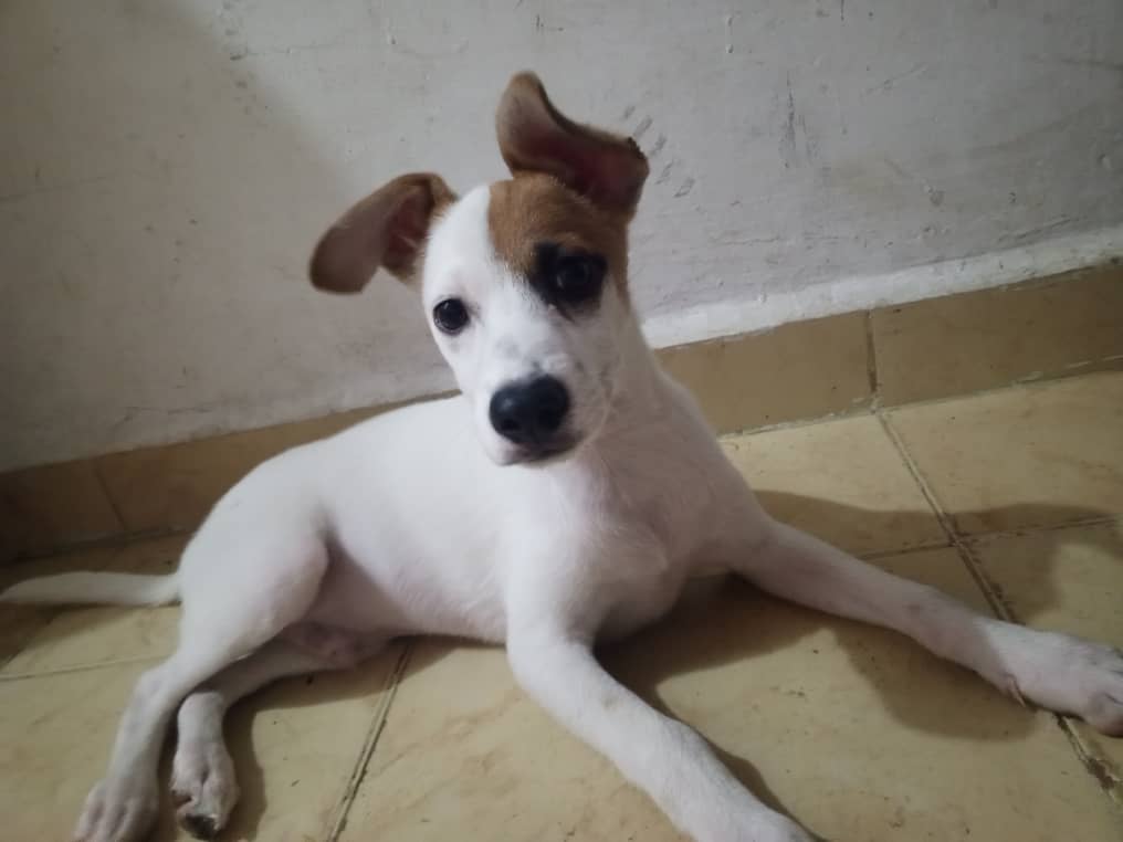 Difundo. Muñequito, hermoso cachorrito hoy fue rescatado y busca un hogar donde le brinden amor sincero.  Preferiblemente en Caracas y en casita para poder llevarle sorpresitas. Los interesados comunicarse con el teléfono 04241467260.