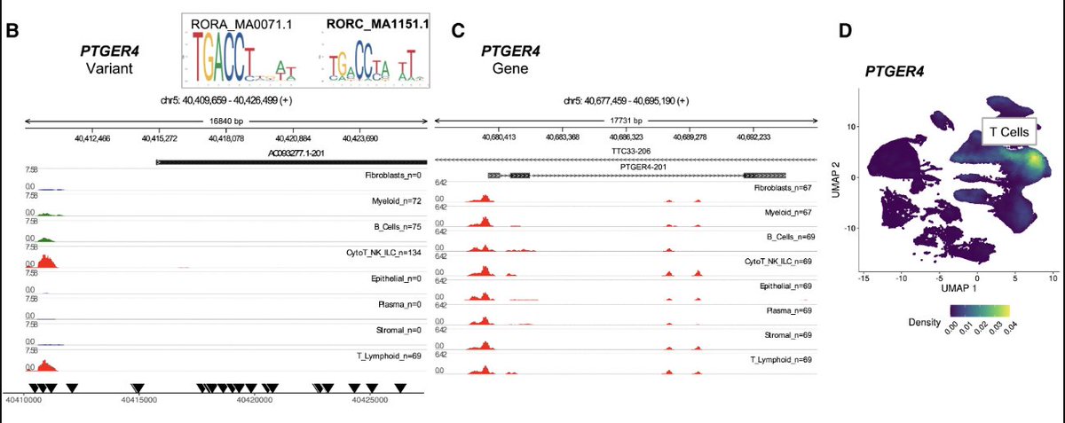 Judy Cho (@judycho7) on Twitter photo doi.org/10.1016/j.medj…
Chr5p13 lead SNP in #African #Crohn. Single nuclei multiomics by <a href="/RLevantovsky/">Rachel Levantovsky, MD, PhD</a>. #PTGER4 promoter peaks cell general (C); GWAS SNPs (triangles) overlie (B upstream) T cell peaks w/ RORA/C footprints. Non-coding GWAS = cell-specific enhancers <a href="/MedCellPress/">Med by Cell Press</a> doi.org/10.1016/j.medj…
Chr5p13 lead SNP in #African #Crohn. Single nuclei multiomics by <a href="/RLevantovsky/">Rachel Levantovsky, MD, PhD</a>. #PTGER4 promoter peaks cell general (C); GWAS SNPs (triangles) overlie (B upstream) T cell peaks w/ RORA/C footprints. Non-coding GWAS = cell-specific enhancers <a href="/MedCellPress/">Med by Cell Press</a>