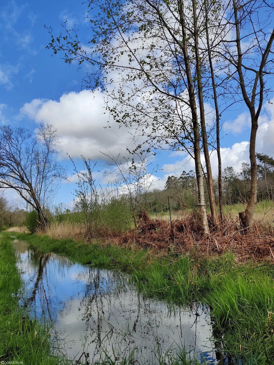 Fochanca deluxe ☔🧬💙🪞.

Boa tarde chiador@s!

📷📌 Val do Umia.

#Photography #photo #mobilephotography #nature #natureza #naturaleza #landscape #forest #sky #Spring #Countryside  #Galicia  #Galiza