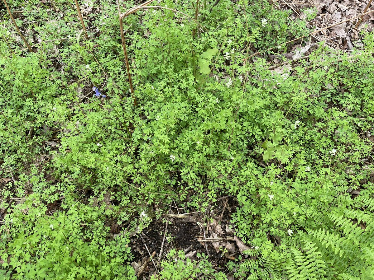 Stitchwort and Climbing Corydalis in woods at Manor Farm. Native Bluebells and Ferns to see as well.