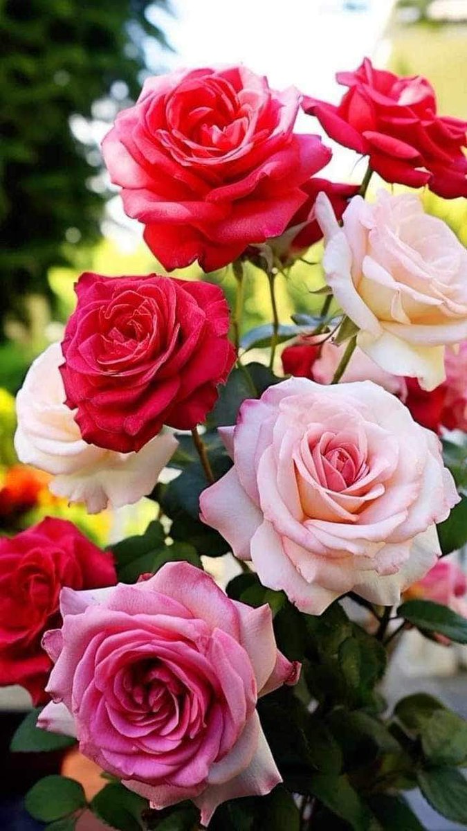 بُرا وقت بتاتا ہے کہ اچھا وقت کس کےساتھ گزارنا ہے،،،،

#X_promo
#الديوان_الملكي