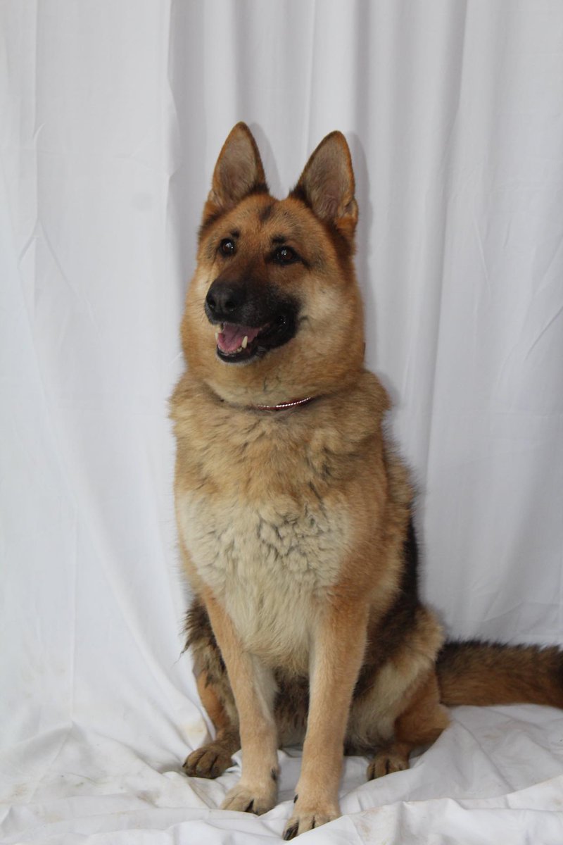 Hunny is 8yrs old and she has been with us since May 18, Hunny is a sweet but extremely nervous girl so she will need a home with a lot of experience in this area #GermanShepherd #dogs #Cornwal gsrelite.co.uk/hunny/