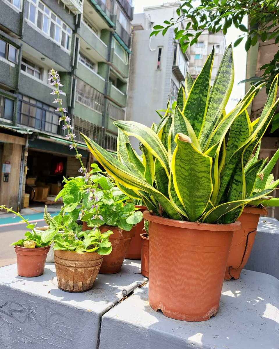 變電箱小花園。路邊花園的一種派生。

#花草 #街頭攝影　#streetphotography #green  #gardening #盆栽  #sunnyday #晴天 #taiwan #写真好きな人と繋がりたい