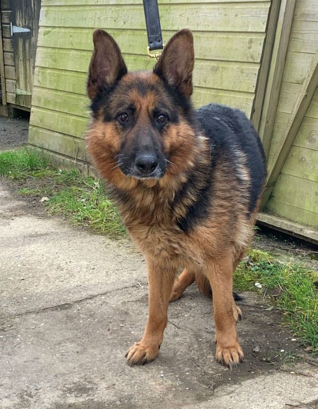 Ellie is 8yrs old and she is a gentle but shy girl who can live with older kids and other #dogs, Ellie needs a new home due to a change in circumstances #GermanShepherd #Surrey gsrelite.co.uk/ellie-9/