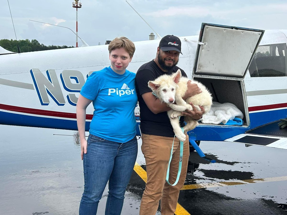 Bianca is flying her way to us and will soon be ready for adoption @Penny2449 @MarkSagarin @AshiaReiki @OffTheLeashFP @MillieOTLFP @The_Animal_Team @Nightowl400 @EMluvsPibbles @irishfox1949 @FETCHDogTrainer #GermanShepherd #GSD #AdoptDontShop #TeamZay allshepherdrescue.com