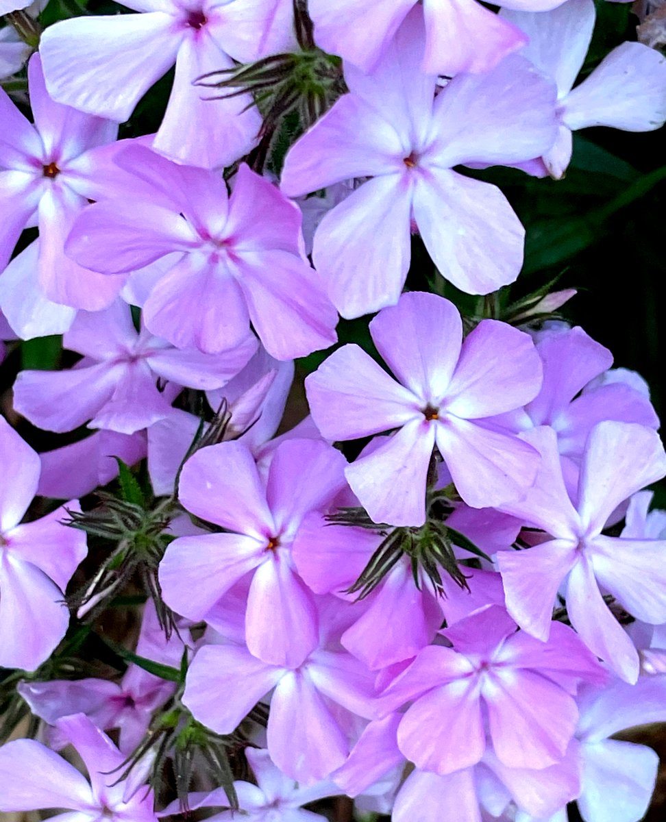 Flowers in Japan (〃‿〃✿)💜 #dafski #flower #purple #floral #japan #airfreshener #tokyo #blossom #spring #bloom #fragrance #garden #freshener #floweroftheday #shibuya #scent #japanese