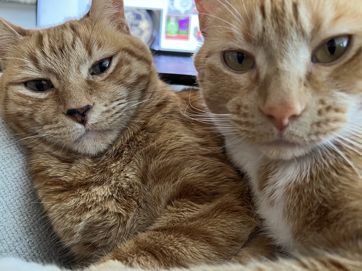 Because our admin is painfully SLOW in her tweet responding duties, we’d like to thank you all for the lovely birthday wishes this week! We got lots of treats (that we were forced to share😼)!