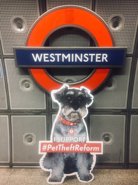 On Friday 10th May, Lord Black of Brentwood takes the Pet Abduction Bill to the House of Lords for its second reading. @Anna_Firth has already skilfully guided the Bill through the @HouseofCommons. 🐾

What does this mean? The law change part of #PetTheftReform is closer than it…