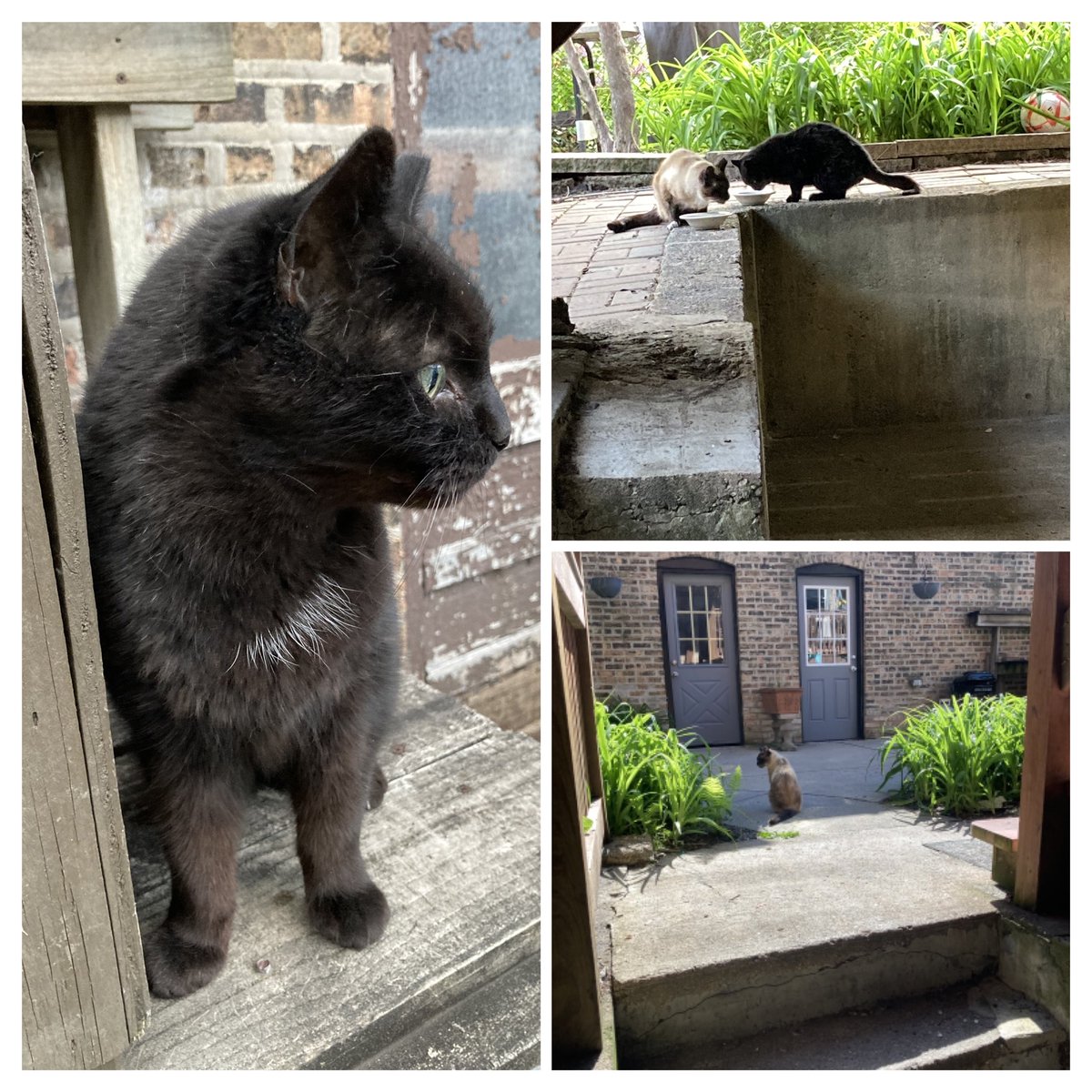 ConsciousPets's tweet image. Max and Makita…two out of the four feral cats who are left in the colony I have been caring for since 2006.  At that time there were over 45 cats trying to survive in a two block area in my neighborhood.  Many people complained about the cats but did nothing.  At the time,…