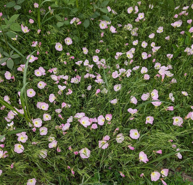 #Wildflower #flower #flowers #Texas #writinglife #ACFW #WritingCommunity #authorscommunity 
I try to go for a walk or run everyday. There are tons of pink buttercups in bloom in our area of Texas. When we were kids we used to smoosh them on our noses.😂