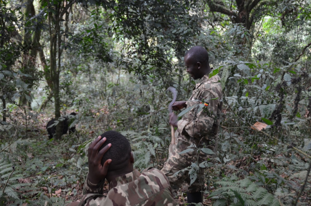 For #AfricanWorldHeritageDay let's celebrate the people who work on the ground to manage, maintain & protect these incredible places, including the rangers at Bwindi Inpenetrable NP #Uganda. @elounasso @African_WH_Fund @CTPHuganda @DoctorGladys @mechtildrossler @Future4past