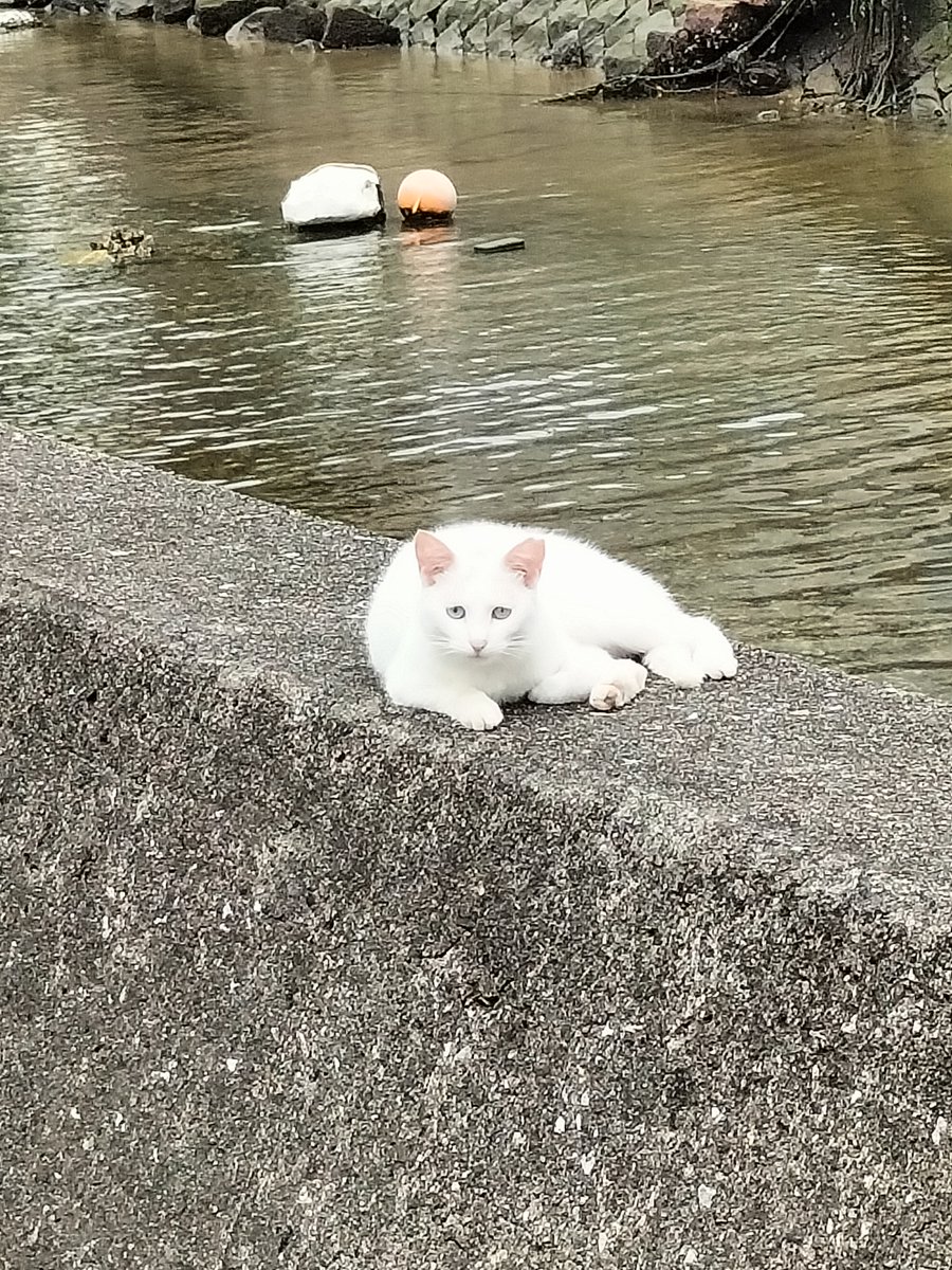 ねこねこ画像🐱
撮らせてくれてありがとう♪

愛媛県宇和島市