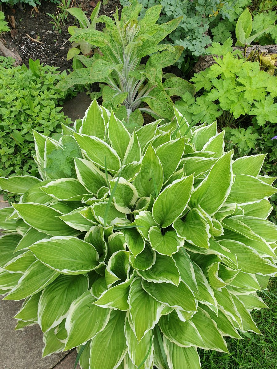 This is to memorialise my finest hosta before the slugs and snails demolish it 
#GardeningTwitter 
#hosta