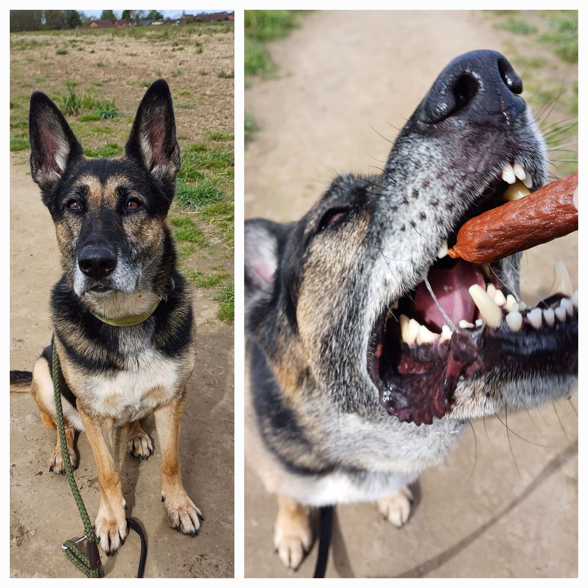 Isla is 8yrs old and she has been with us since Nov 19, Isla has had #foster breaks where she has been clean and quiet in the home but she will need a child and pet free home please #dogs #GermanShepherd #Notts gsrelite.co.uk/isla/