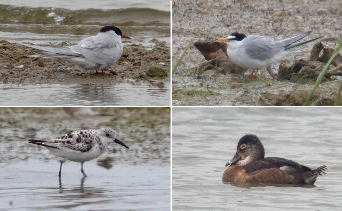 A tern up for the books … in the #Northantsbirds Newsround, 27th April to 3rd May 2024 northantsbirds.com/2024/05/05/new…