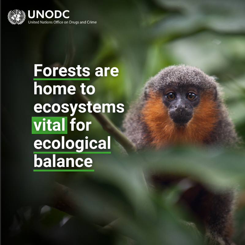 Forests act as the Earth’s lungs, breathing life into our planet.

UNODC leads the fight against forest crime, targeting corruption and illicit activities threatening our forests.

Discover our work to root out corruption: bit.ly/43t7Vv3

#endENVcrime #UNForests