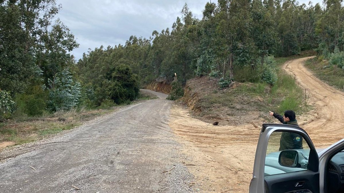 Nuestros guardaparques realizan patrullajes preventivos al interior del Parque Nacional Nonguén 🌱, con el fin de evitar hechos ilícitos. ¡Cuidemos nuestras áreas silvestres protegidas!