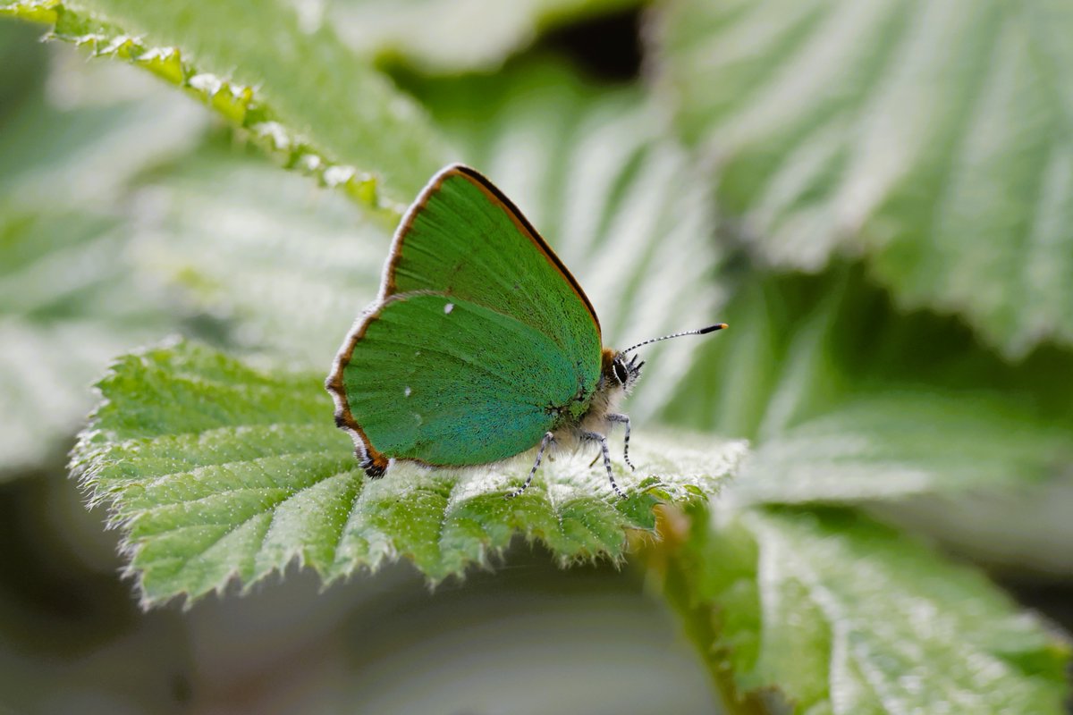 finally managed to photograph a #greenhairstreak at hartlebury common so pleased to get this. 
@BC_WestMids @WorcsWT