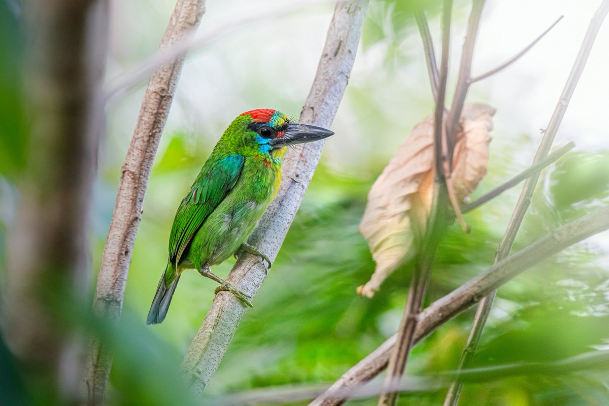 Red-throated barbet (Megalaima mystacophanos) 🇹🇭

#Thailand #photograghy #MayThe4th