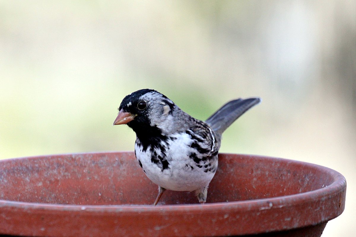 Look who's a couple of thousand kilometers south of where he should be at this time of year ... a Harris's sparrow. We had 3 during the winter, 2 stayed throughout the entire winter. Hadn't seen 1 in a few weeks. Saw 1 at the feeder yesterday: SE of Lethbridge, AB.