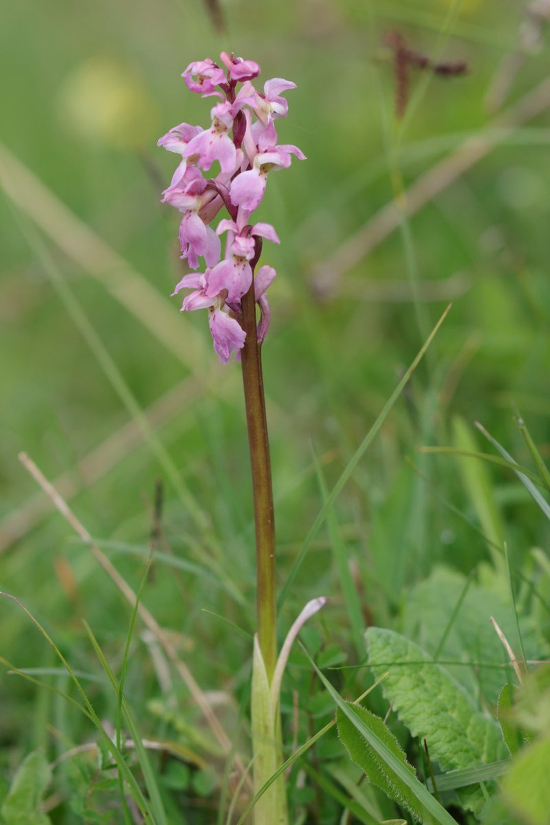 Mid Hants early purple orchids