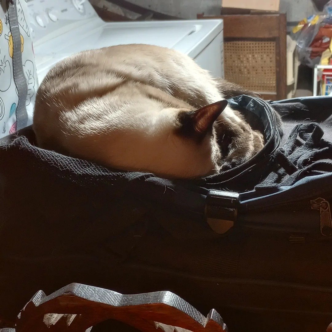 If someone told me years ago that I would have a cat that loves gig bags, I would have laughed. Lyra is having the last laugh now and that's okay with me :)