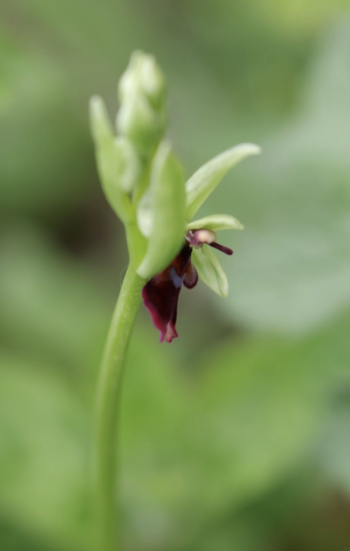 Mid Hants Twayblade and fly orchids starting to flower