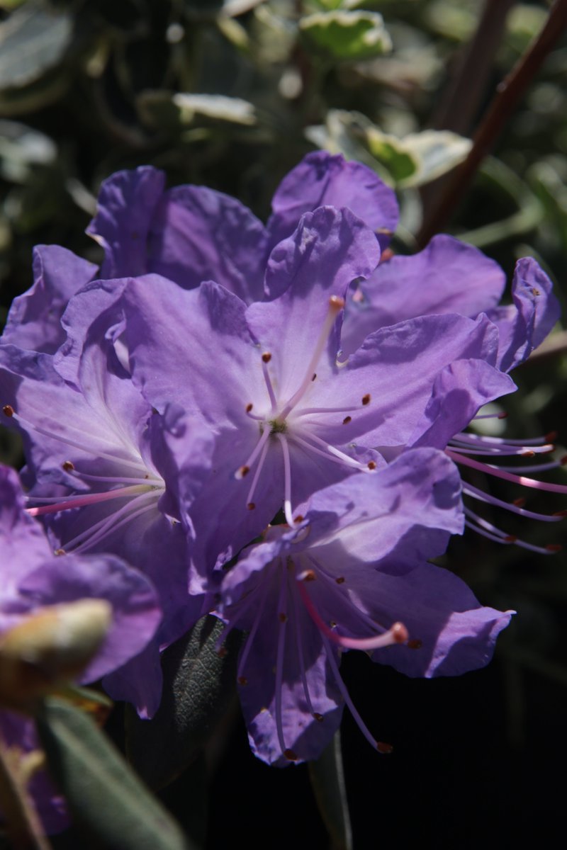 Azalea 😃

#Photography #Flowers