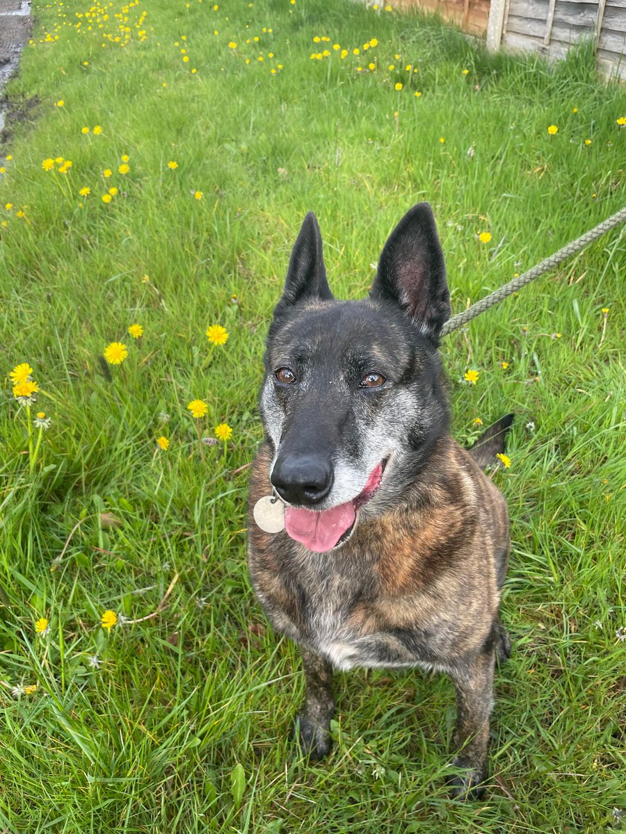 Little Miss Tilly Tots is 9yrs old and she has been with us since Feb 19, Tilly can live with older kids but she is a Diva so needs firm boundaries in the home #dogs #GermanShepherd #Cheshire gsrelite.co.uk/tilly/