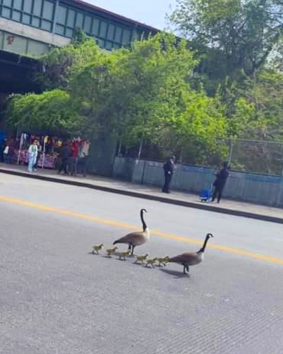 Why did the geese cross the road? To get to the other side! 🤣

A family of geese crossing the street and holding up traffic on Bedford Park Blvd off Jerome Ave. The Bronx, USA. 🦆🦆🦆

PHOTOS: Instagram Account @ BarBQLou at instagram.com/barbqlou