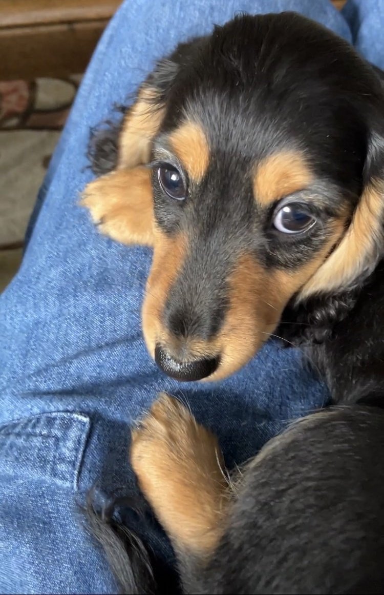 子犬の甘噛みを楽しむ方法と注意点, image size:750x1161