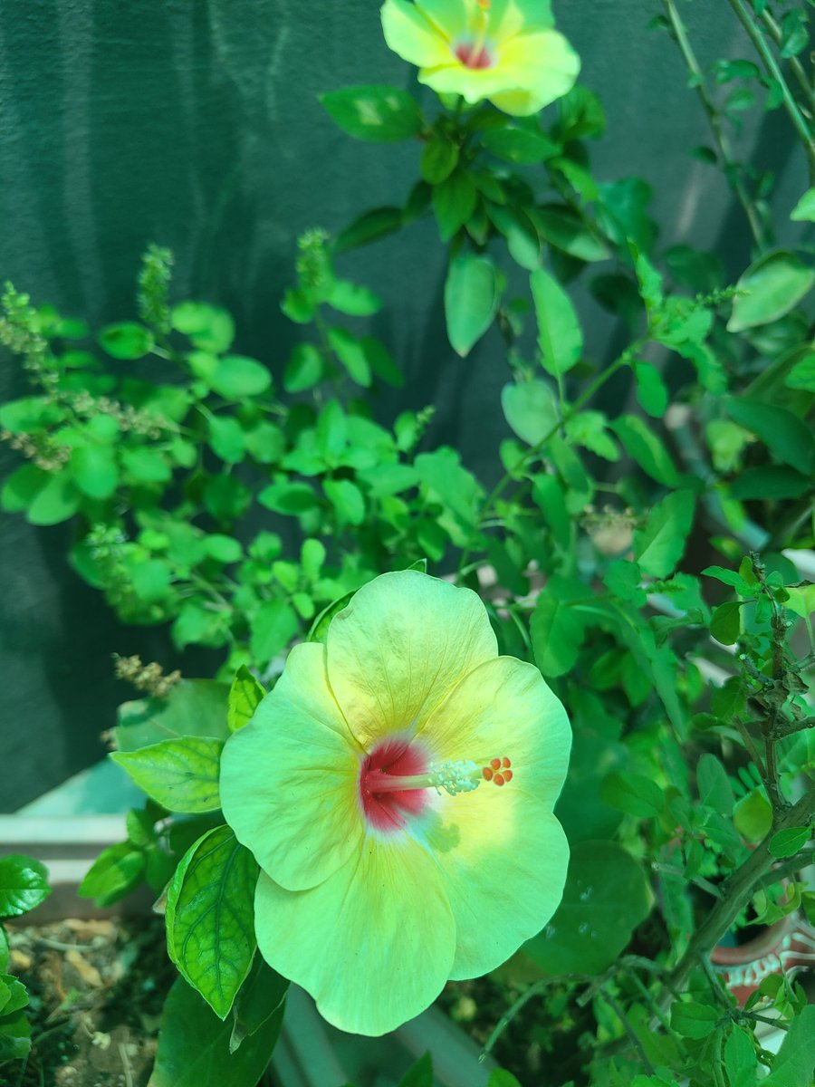 As golden petals unfurl, the yellow hibiscus whispers secrets of summer's embrace. ✨