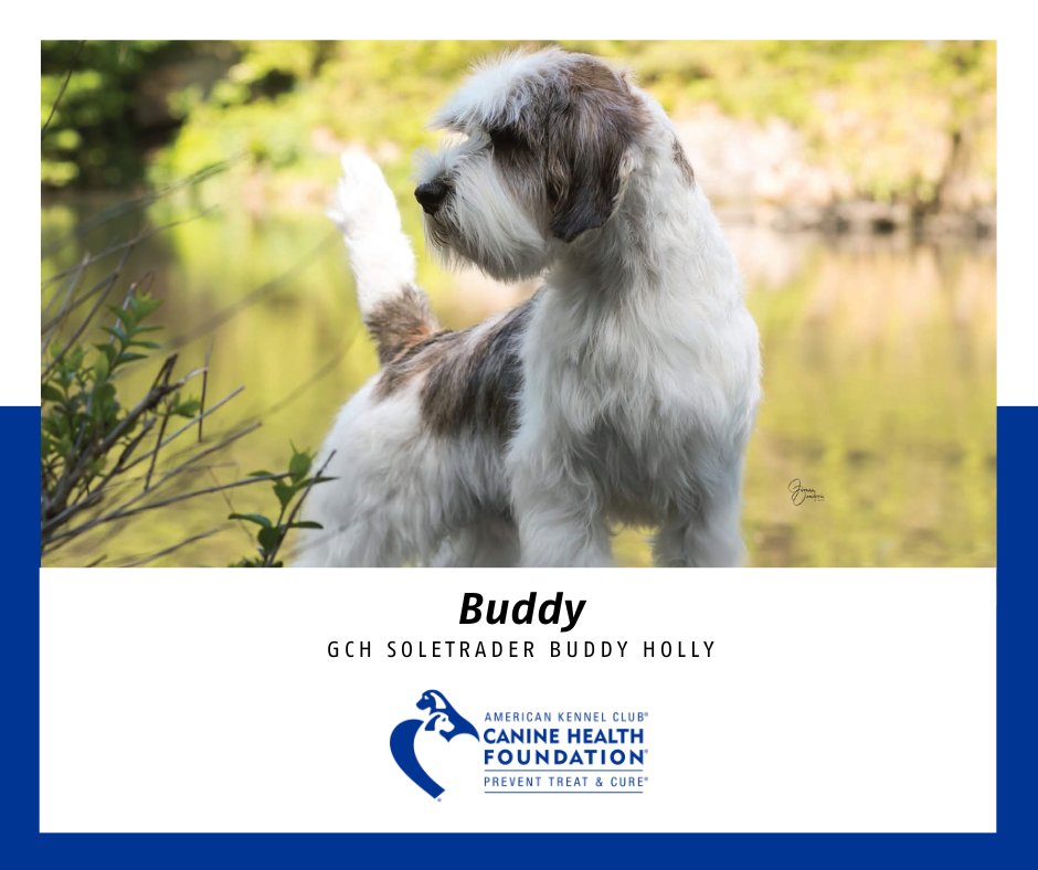 Meet Buddy - our featured dog for May in the 2024 Champions for Canine Health Calendar! Buddy is a Petit Basset Griffon Vendeen bred by Gavin &amp; Sara Robertson. bit.ly/4aJHKmx 
#PBGV #westminsterdogshow