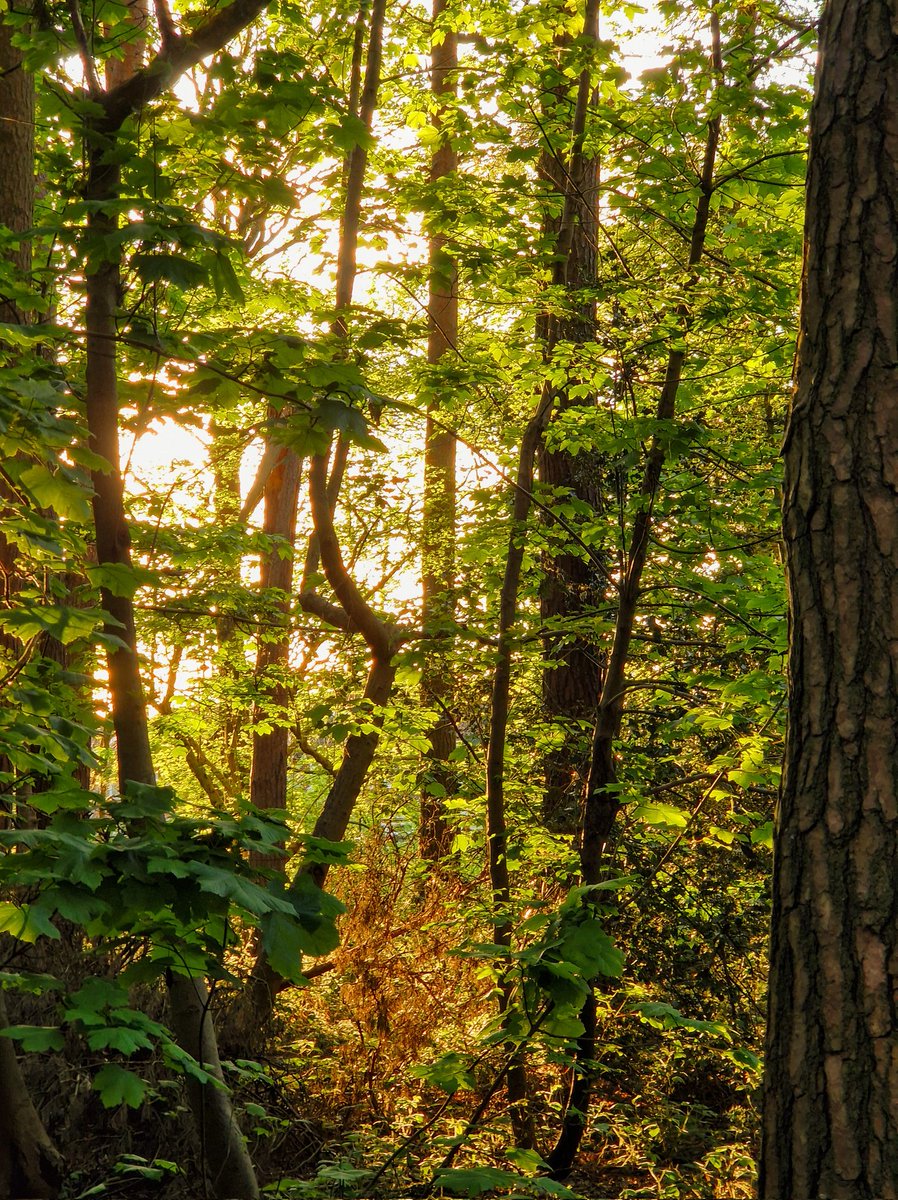 Some woodland scenery yesterday A lovely weekend so far with plenty of sunshine here. #photography #ThePhotoHour #woodland