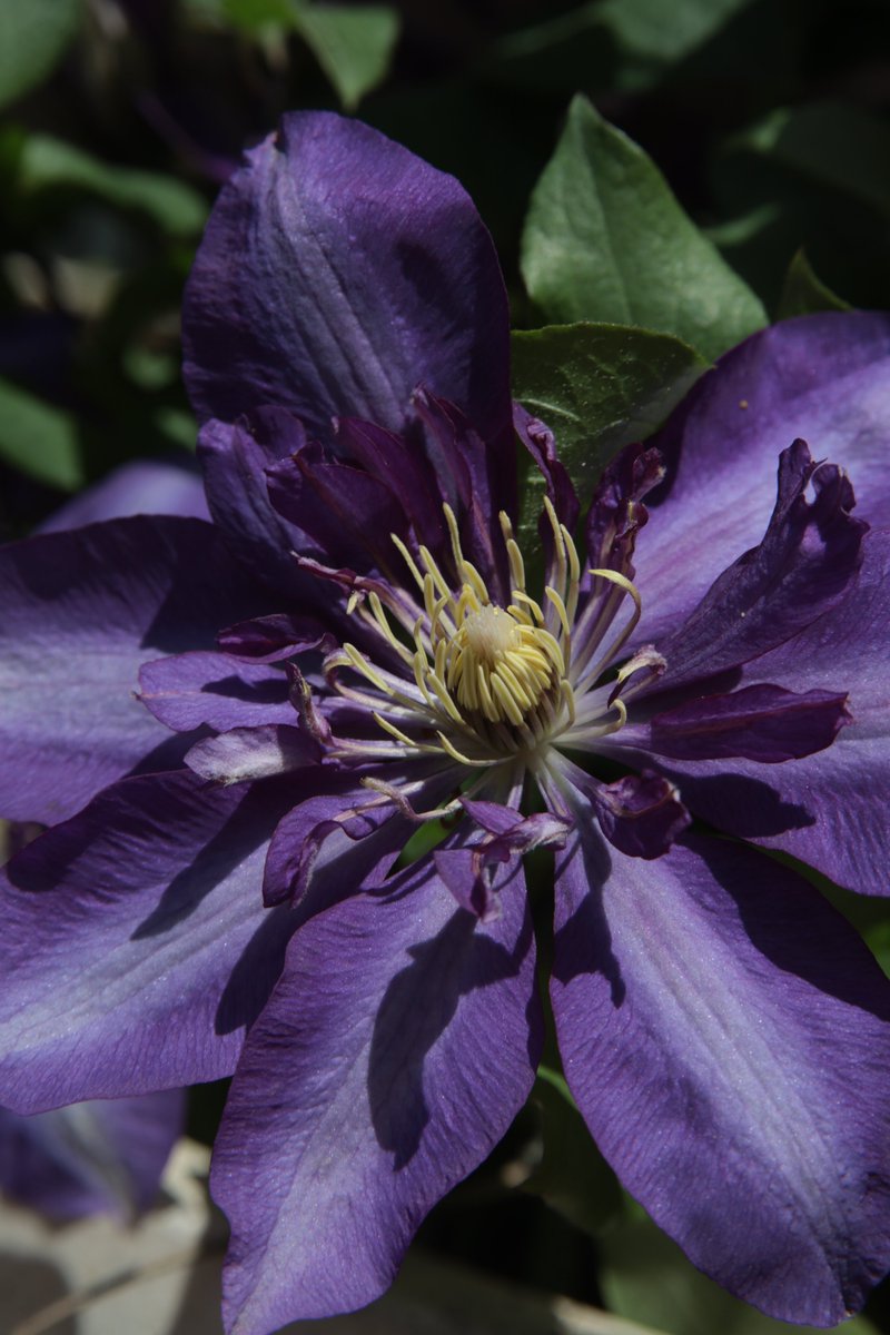 Clematis 😇

#Photography #Flowers
