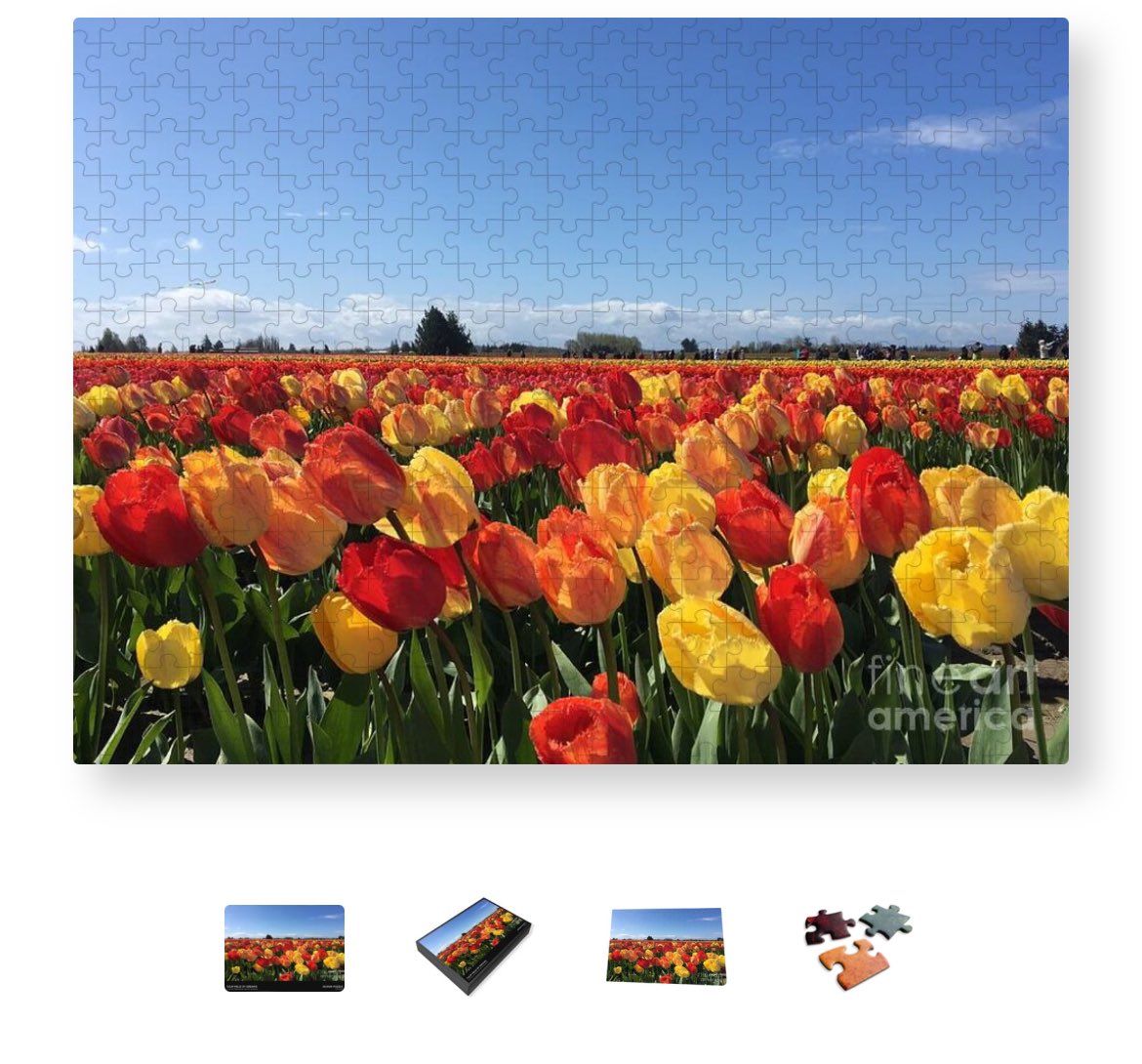 A great #puzzle of #tulips in #skagitvalley faa.savingmemoriesbymakingmemories.com/featured/tulip…