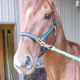 上げ馬神事終了しました。
去年までと違い、壁の無い坂で、どの馬も安全に終える事が出来ました。
メルズーガに報告したいと思います。
一方で、まだまだ改善の必要がある所が明らかになりました。
今後また三重県庁、多度大社様等に、意見を出して改善に勤めて頂く所存です。
#多度大社
#上げ馬神事