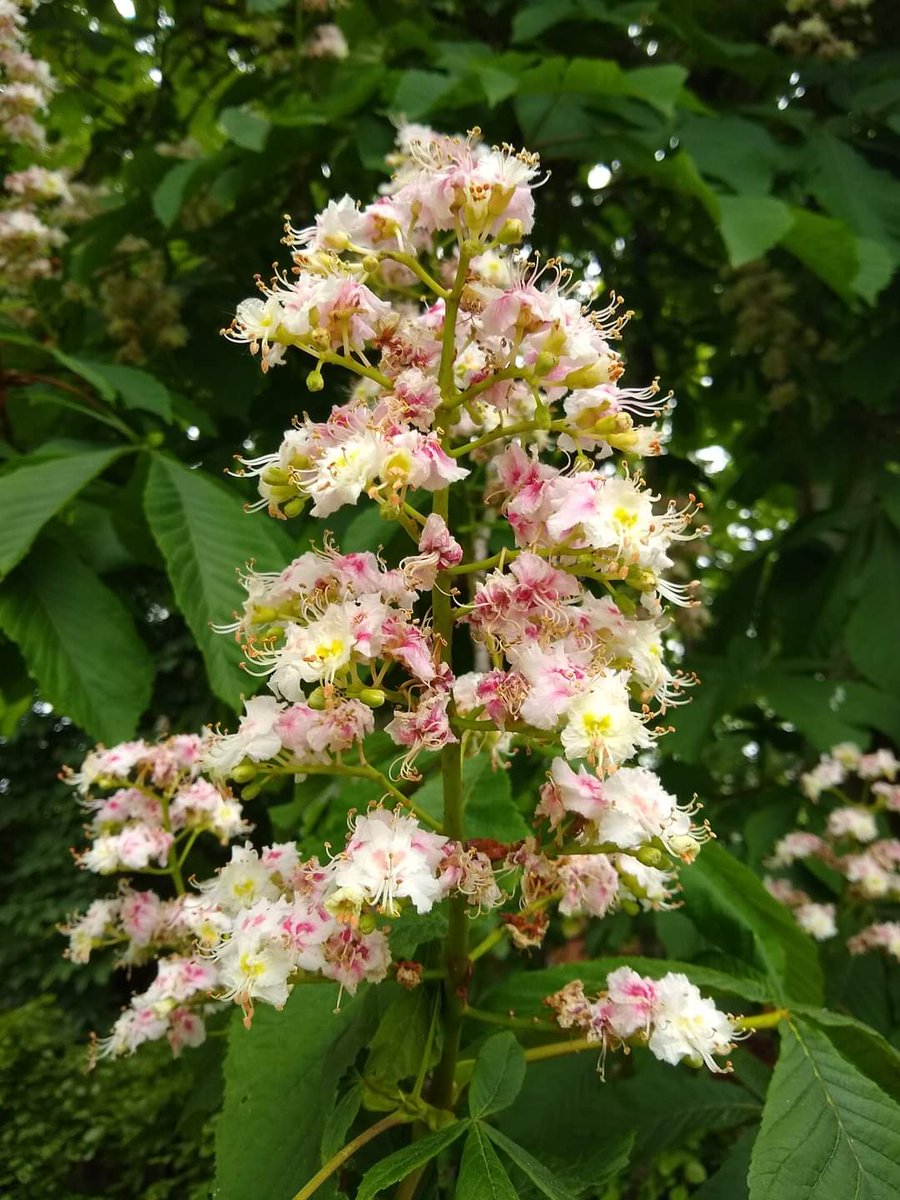 Good to see the horse chestnut flowering.
Watch and see if you see any red pollen.