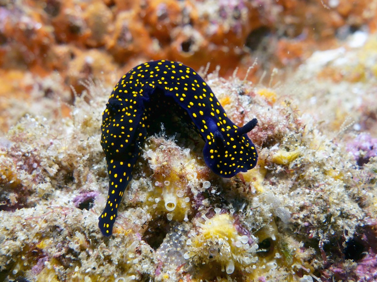 Hypselodoris ghiselini - This Nudibranch was photographed in the Gulf of California, near La Paz, Mexico.