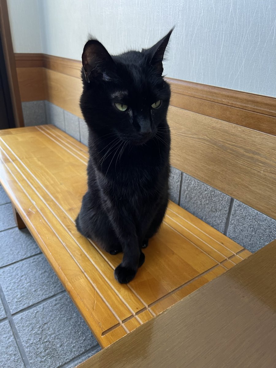 yu_miiz's tweet photo. 相変わらずの目つきの悪さ。でもカワイイ。 https://t.co/8RSTzWnKvw