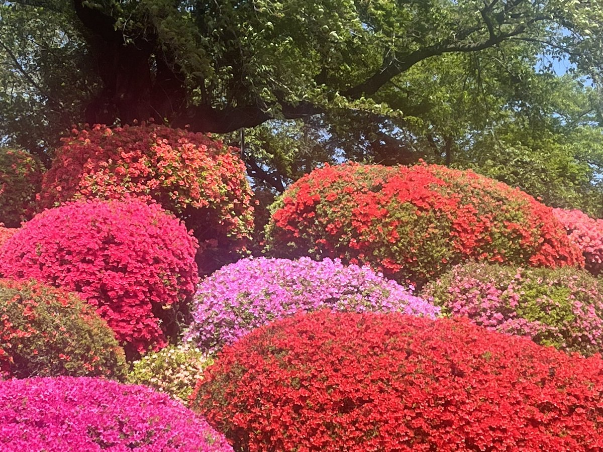 itsumin's tweet photo. 岡谷市鶴峰公園のつつじ！
キレイ！
#岡谷市 #鶴峰公園　#つつじ祭り https://t.co/AKwGNtcyrk