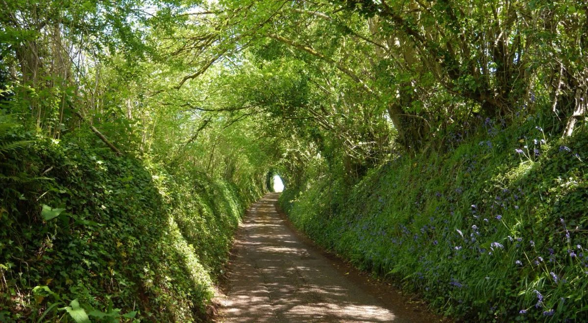South Devon. Dappled sunlight through the tunnel of trees with bluebells in the hedgerows. A country walk on Friday.